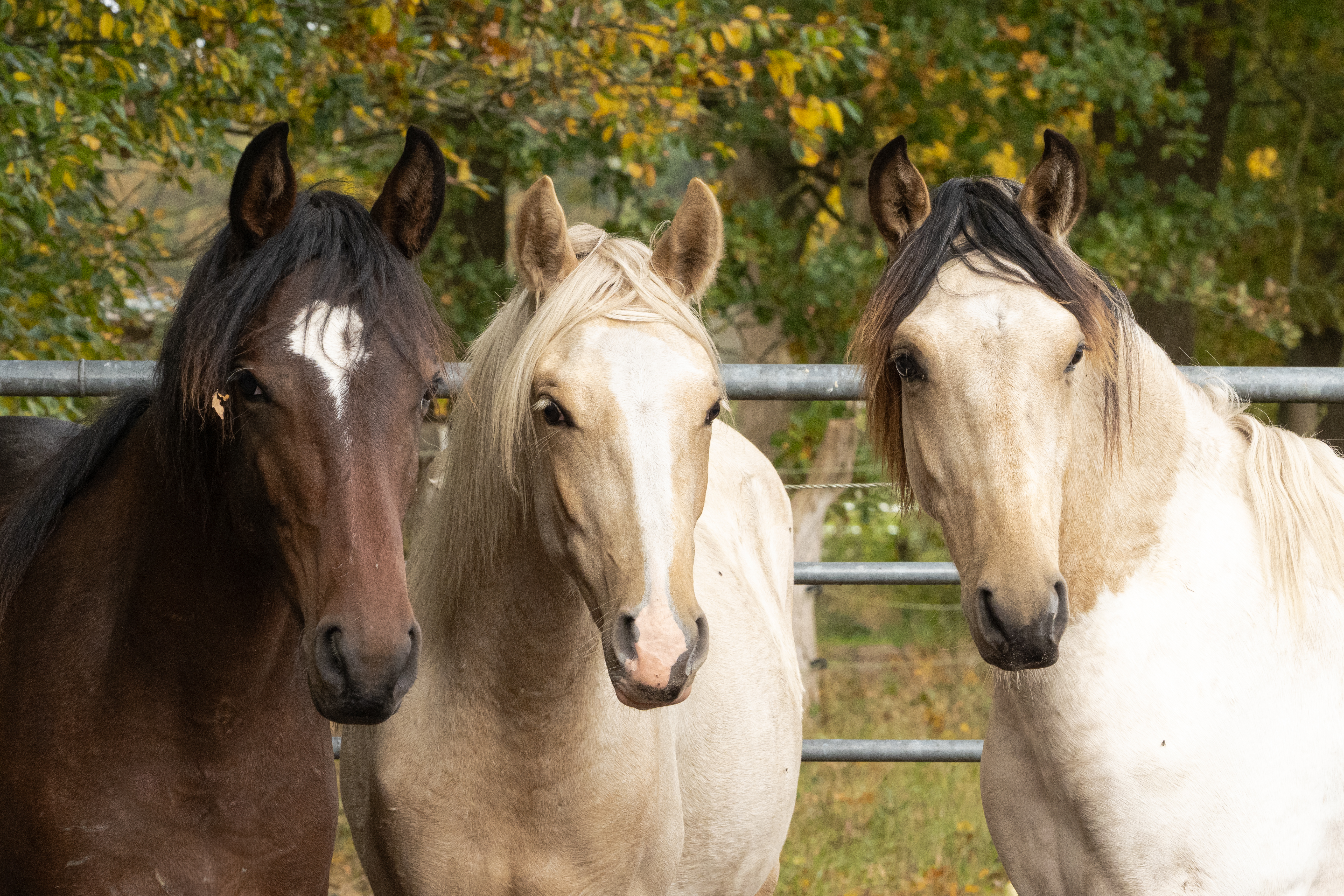 20251011 20251011 pa110057 