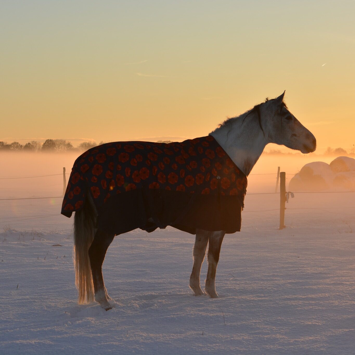 587019381 3374580469365520 2387273928210041331 n