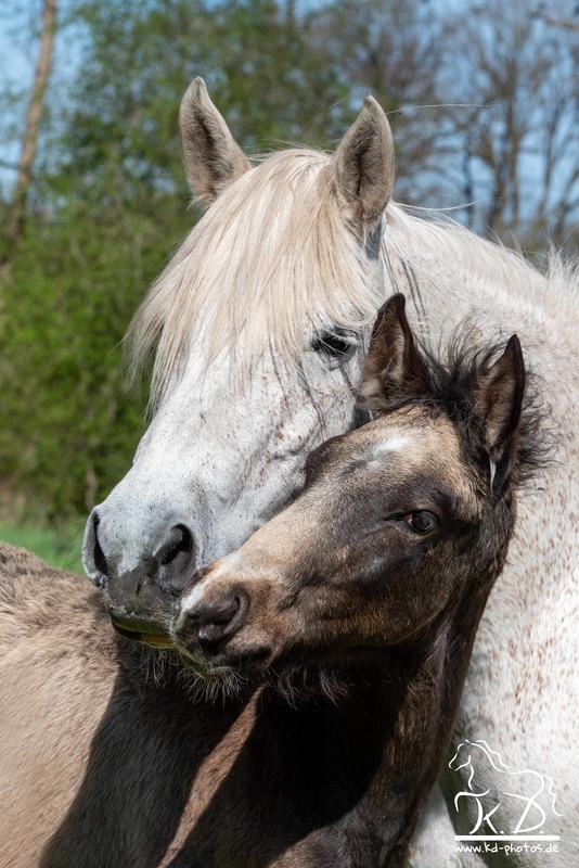 davos karen diehn kd2 1952 s mit logo (max. 800px) 40dfc1fc 