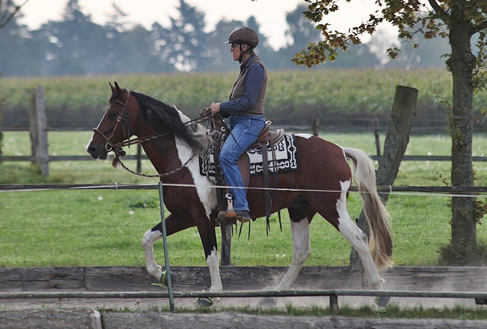 lp hoerpel 40 min toelt 280923 kruell excalibur v kreiswald 8,00 l hengst img 4888