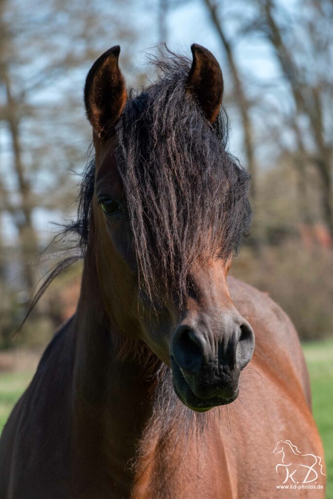 karen diehn kd2 8126 l mit logo (max. 3000px) d33dfcc8 