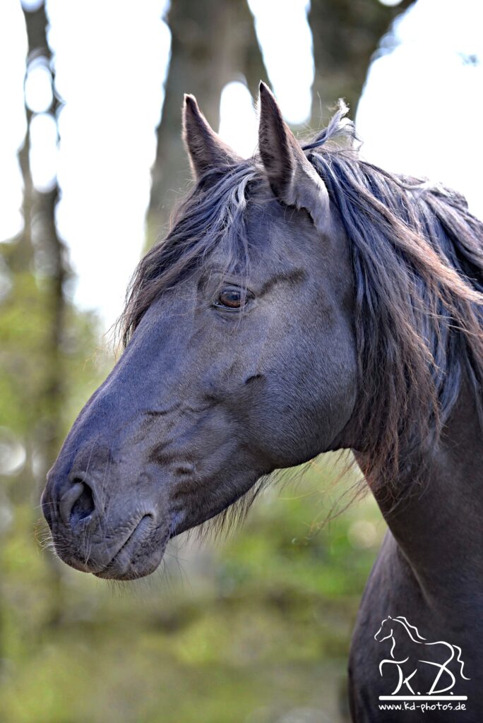 karen diehn kd40702dourado l mit logo (max. 3000px) 21f114b7 